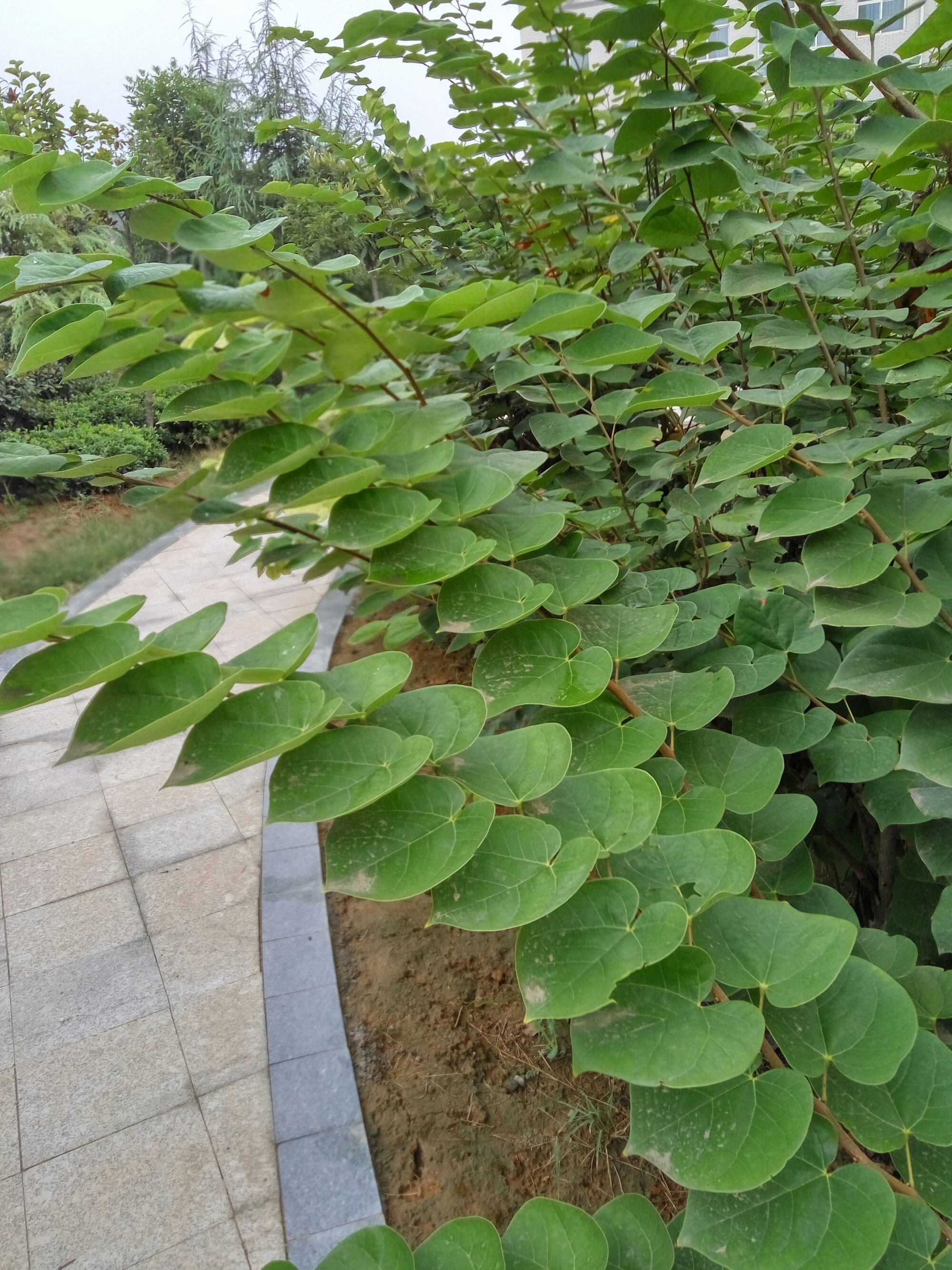 上海艺术漆马来漆厂家_艺术漆招商加盟_紫荆花艺术漆加盟