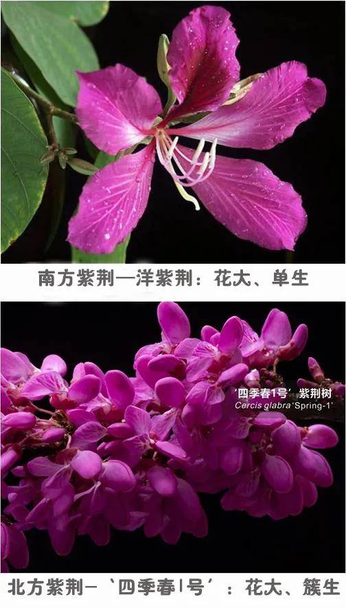 艺术漆招商加盟_上海艺术漆马来漆厂家_紫荆花艺术漆加盟